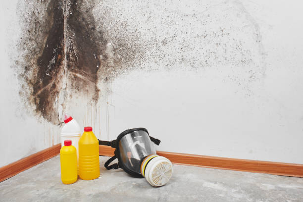 Best Mold Cleaning Services  in Waterloo, IN