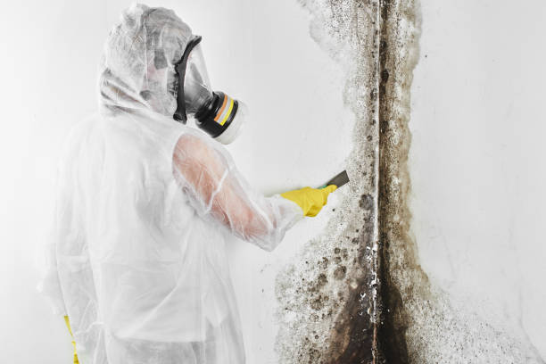 Best Professional Mold Removal  in Waterloo, IN