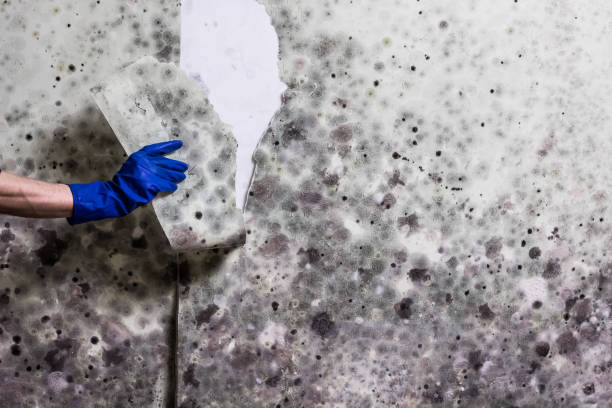 Best Crawl Space Mold Removal  in Waterloo, IN